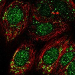 DHODH Antibody, Novus Biologicals 0.1mL; Unlabeled:Antibodies, Polyclonal